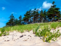 Basin Head Provincial Park